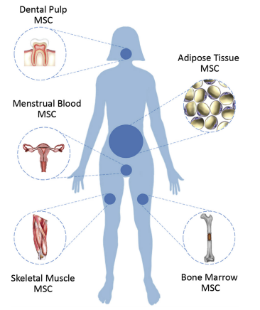 Mesenchymal Stromal Cells as Tumor Stromal Modulators.pdf 2017-01-08 12-53-49