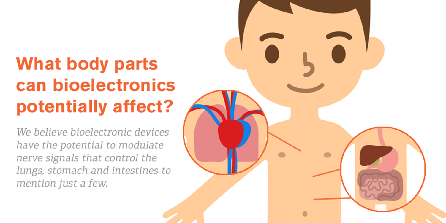 Bagian tubuh mana yang bisa diterapi bioelktronik? Kami percaya biolektronik bisa berguna untuk paru-paru, lambung, dan usus