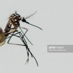 Zydus dan Takeda Mulai Kembangkan Vaksin Chikungunya