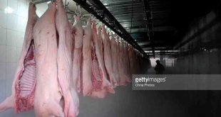 obat antibiotik babi