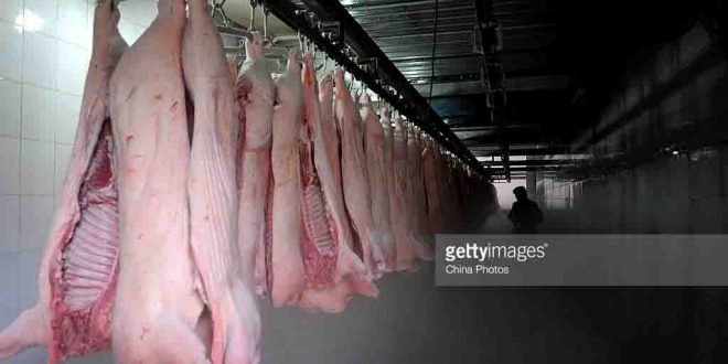 obat antibiotik babi