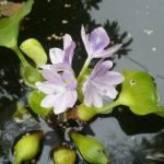 Selulosa dari Eceng Gondok Sangat Potensial Sebagai Bahan Baku Farmasi