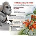 Badan POM Tegaskan Zat Pada Tembakau Super Cap Gorilla Termasuk Narkotika Golongan 1
