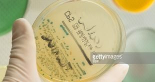 Klebsiella pneumonaiae