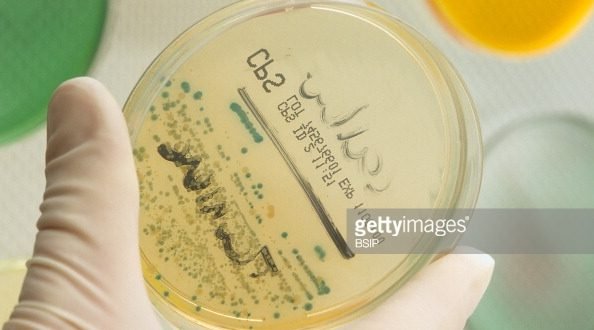 Klebsiella pneumonaiae