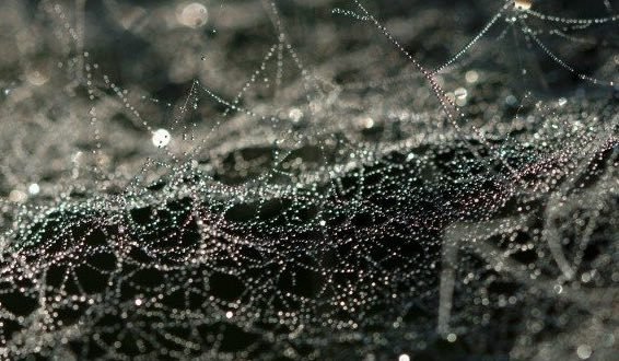 Peneliti Ciptakan Antibiotik Jaring Sutra Laba-laba yang Mampu Sembuhkan Luka