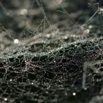 Peneliti Ciptakan Antibiotik Jaring Sutra Laba-laba yang Mampu Sembuhkan Luka