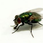 Resistensi Antibiotik Telah Menyebar Ke Manusia Melalui Perantara Lalat