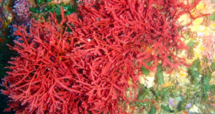 alga merah