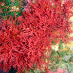 Manfaat Alga Merah Sebagai Sumber Obat dari Bahan Alam