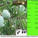 Senyawa yang Terkandung Pada Srikaya dan Manfaatnya