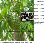 Senyawa Pada Tanaman Sirsak dan Manfaatnya Untuk Dunia Kesehatan