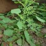 Khasiat Tanaman Anting-Anting (Acalypha indica. L)