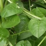 Mengatasi Diabetes Melitus dengan Daun Binahong  (Anredera cordifolia (Ten.) Steens)   