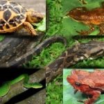 Pro dan Kontra Hewan Amfibi dan Reptil Sebagai Obat