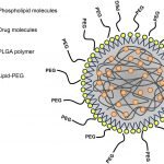 Sistem Penghantaran Obat Baru Nanopartikel Hibrid Lipid-Polimer