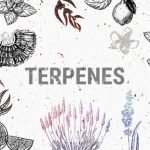 Terpen, Peningkat Penetrasi Alami untuk Sediaan Transdermal