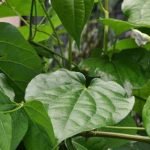 Daun Sirih, Tanaman Herbal Spesialis Penyakit Mulut