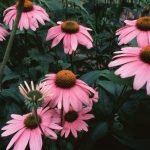Potensi Tanaman Echinacea Sebagai Imunomodulator