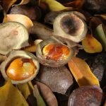 Kulit Biji Jengkol Berkhasiat Antioksidan