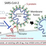 Jepang Temukan Obat Pankreas Nafamostat Bisa Cegah Infeksi COVID-19