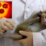 Vaksin COVID-19 Sukses Lindungi Monyet dari Infeksi Virus SARS-CoV-2