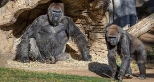 Beberapa gorila positif COVID-19 di kebun binatang San Diego (Foto arsip kebun binatang San Diego)