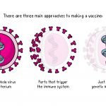 Mengenal Tipe Vaksin COVID-19 Menurut WHO