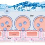 Peran Penting Polimer dalam Sediaan Kosmetik Perawatan Kecantikan