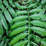 Mengenal Sungkai, Herbal Kalimantan Peningkat Imunitas