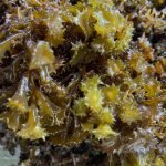 Hidrogel Kombinasi Alga Coklat dan hEGF Bisa Obati Luka Bakar