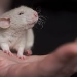 Vaksin Anti-Aging Baru Perpanjang Umur Tikus. Bisakah Bekerja di Manusia?