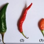 3 Varian Cabe Ini Bisa Cegah Obesitas