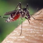 BPOM Keluarkan Izin Edar Vaksin Dengue Qdenga
