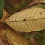 Potensi Daun Cep-Cepan (Castanopsis costata) sebagai Imunomodulator dan Menjaga Kesehatan Tubuh