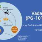 Vadadustat : Obat Baru untuk Terapi Anemia pada Penyakit Ginjal Kronis